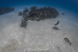 "Follow the Leader"
Nothing like a game of tag with some... by Chase Darnell 
